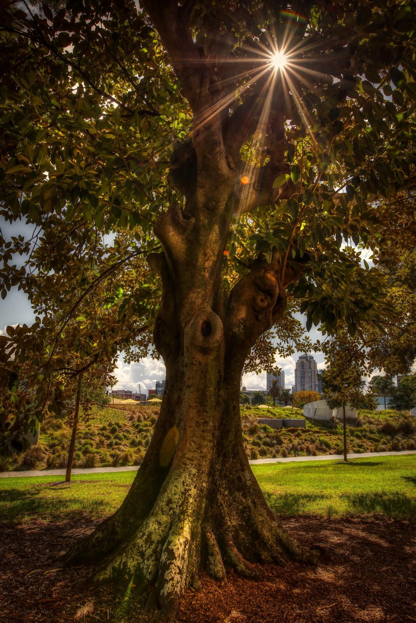 Tree Magic